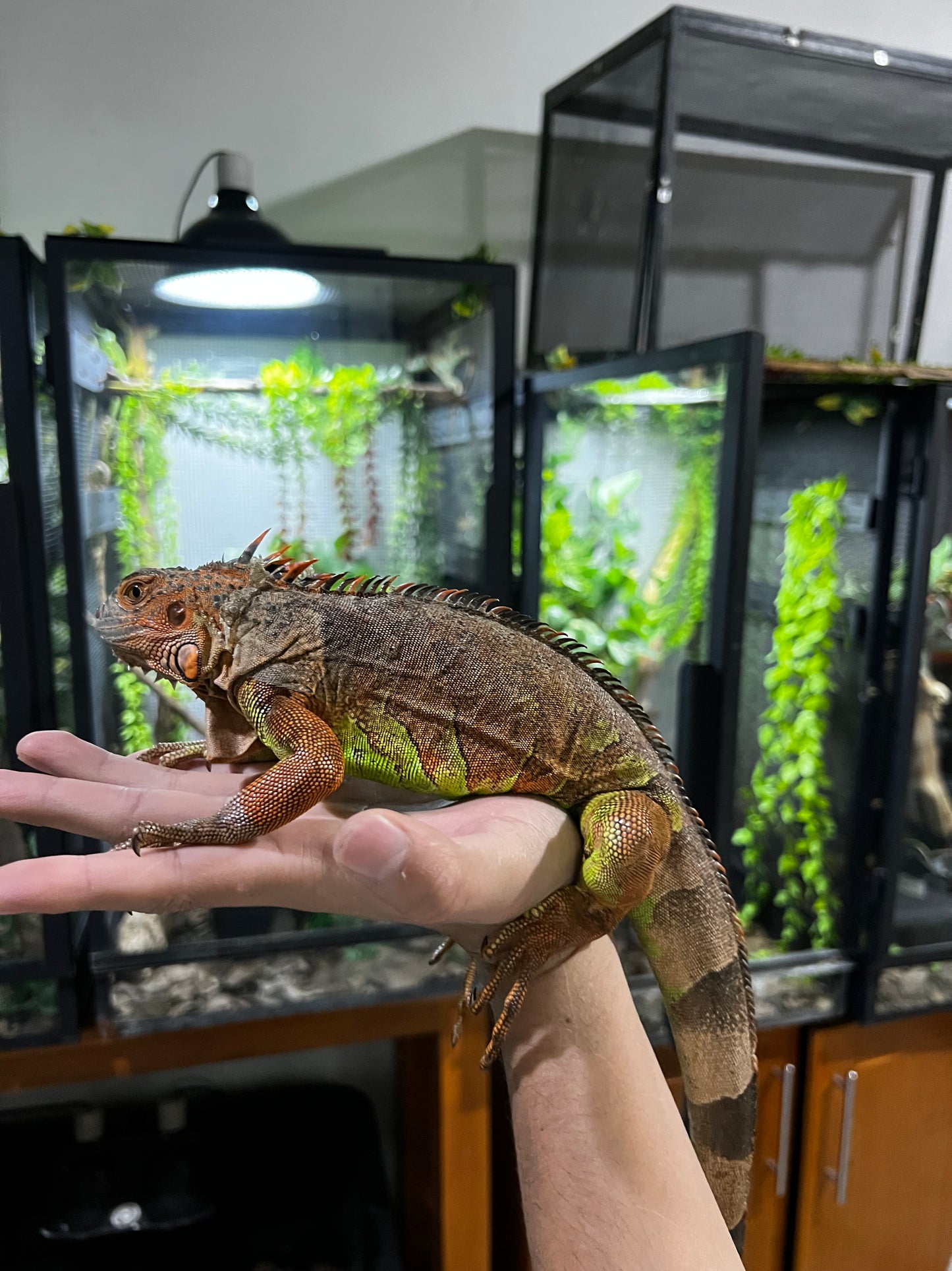 IGUANA ROJA JUVENIL 2024