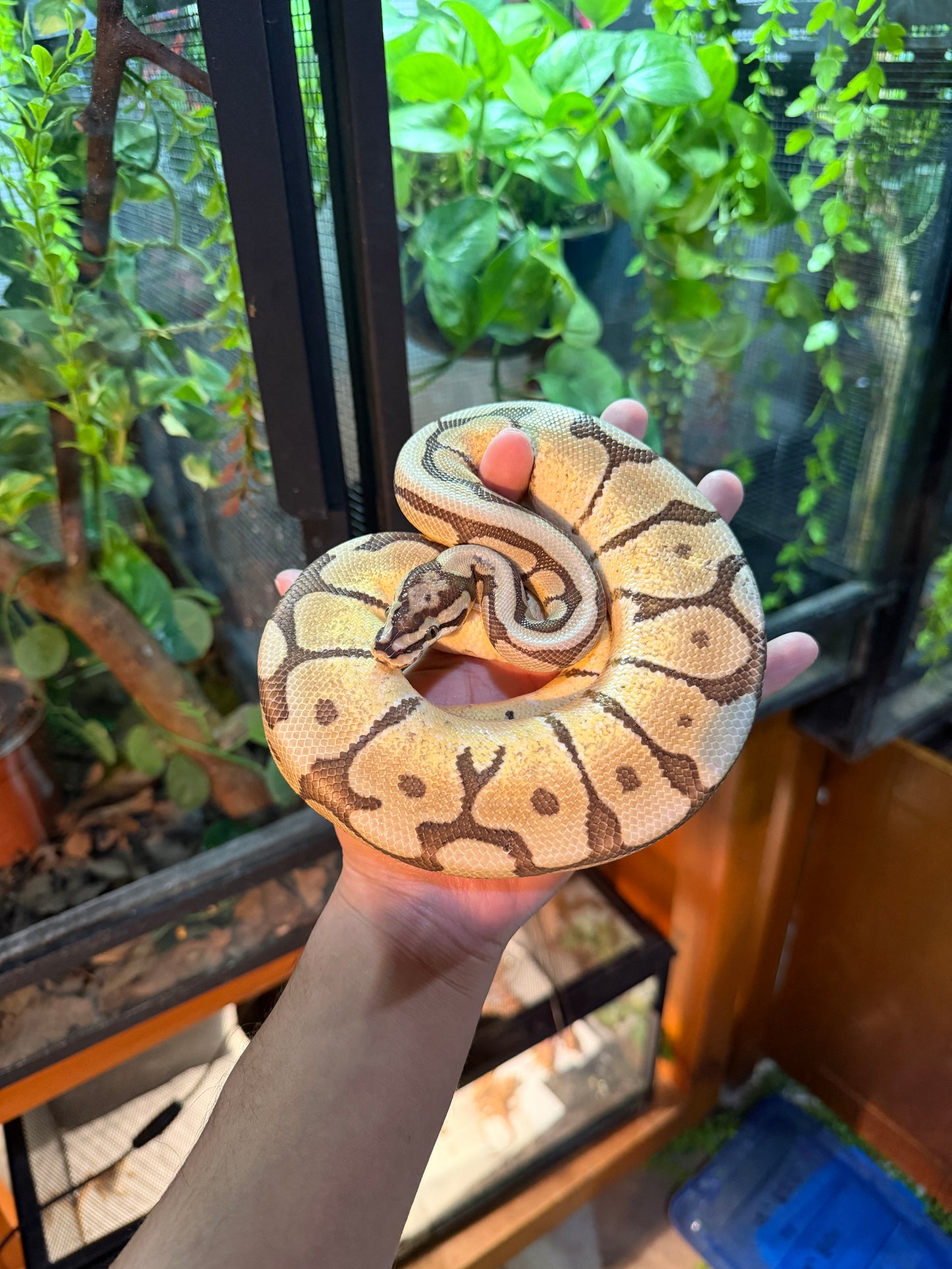 PITÓN BOLA MOJAVE SPIDER MACHO ADULTO 2023