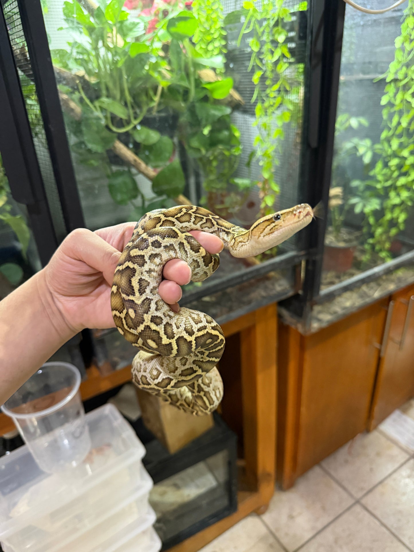 PITON BURNES HYPO 100% HET ALBINO HEMBRA