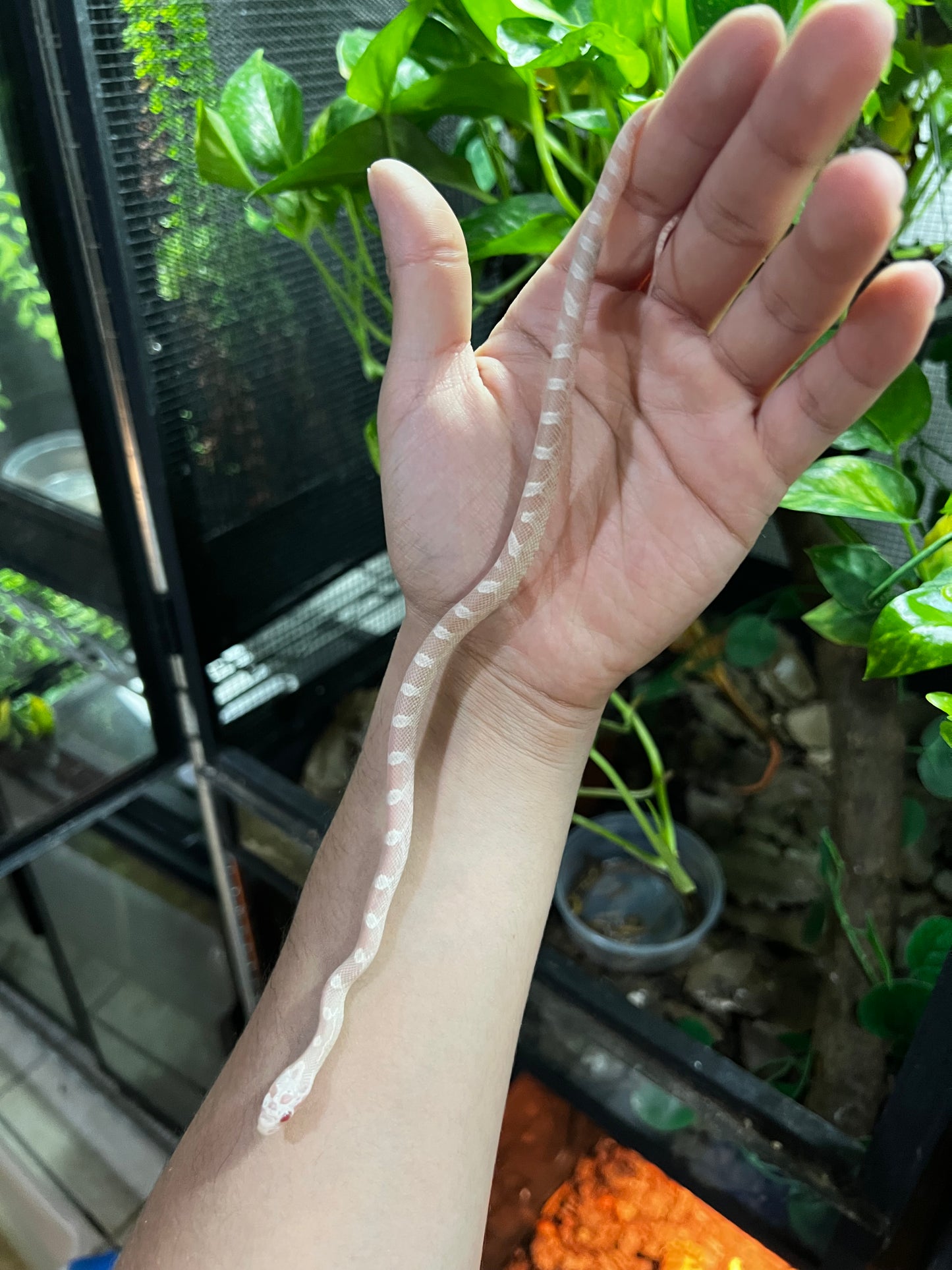 SERPIENTE MAICERA SNOW MACHO 36