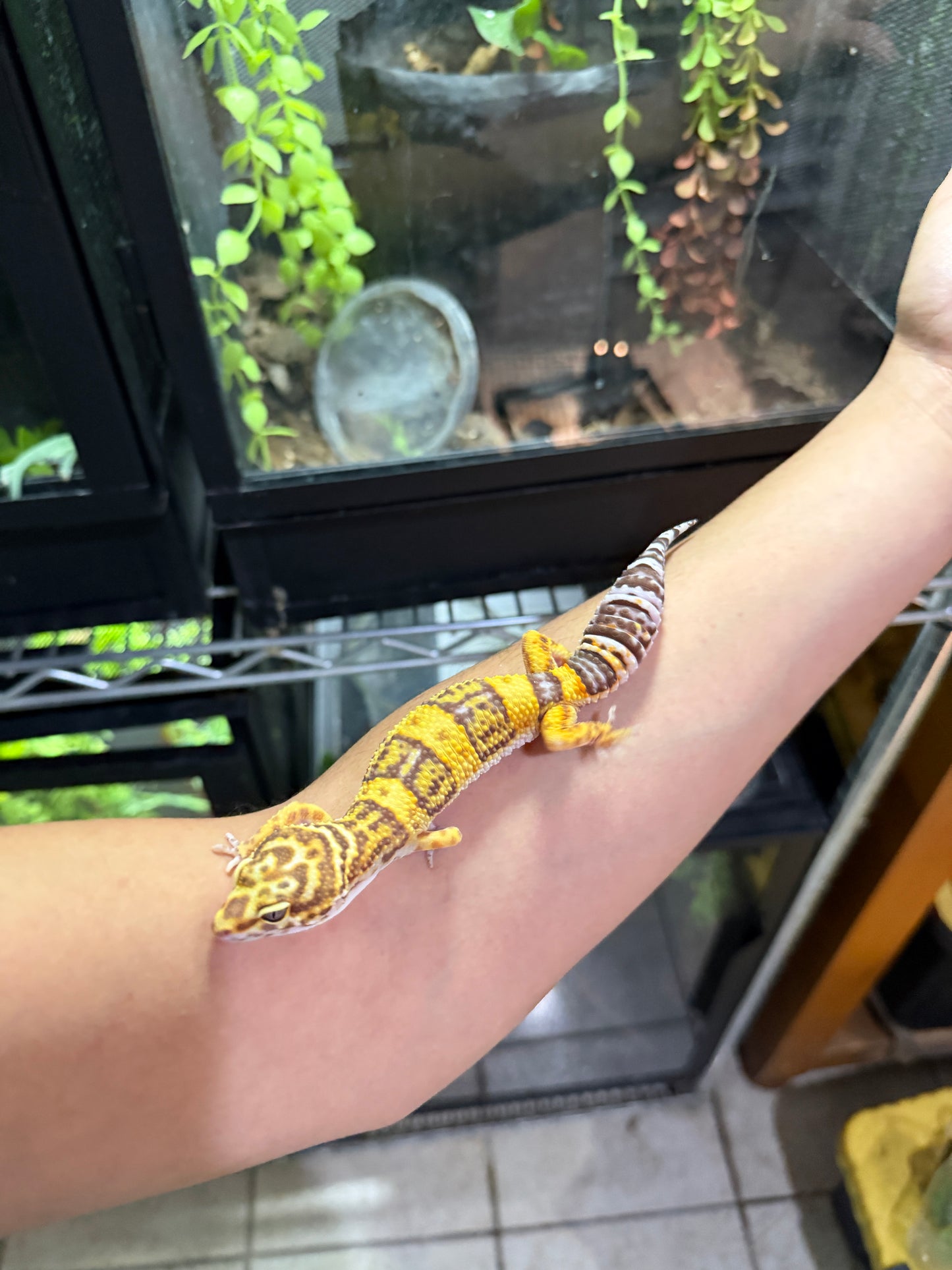 GECKO LEOPARDO TREMPER ALBINO HEMBRA 6237