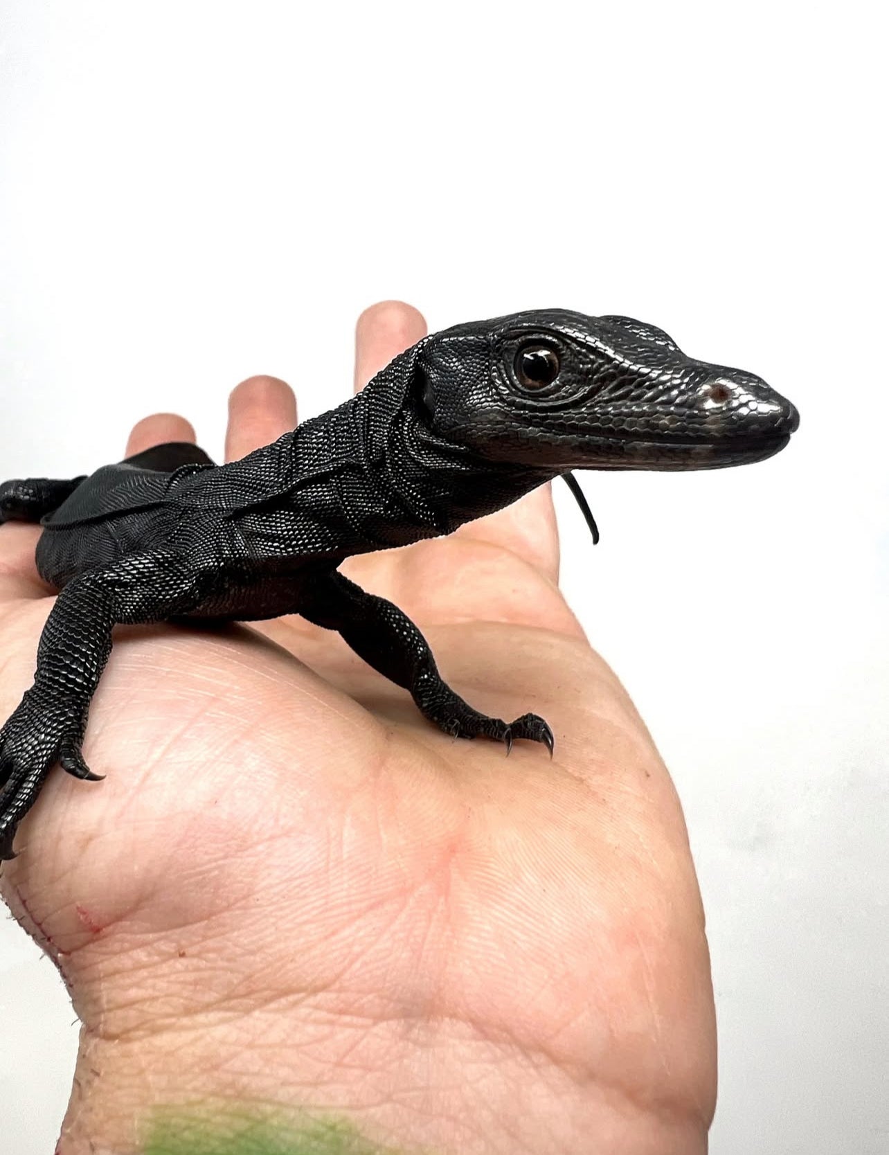 BLACK DRAGÓN