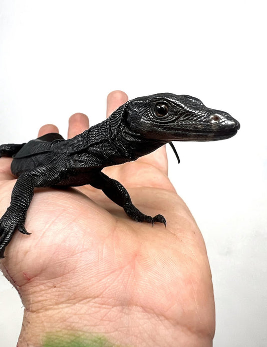 BLACK DRAGÓN