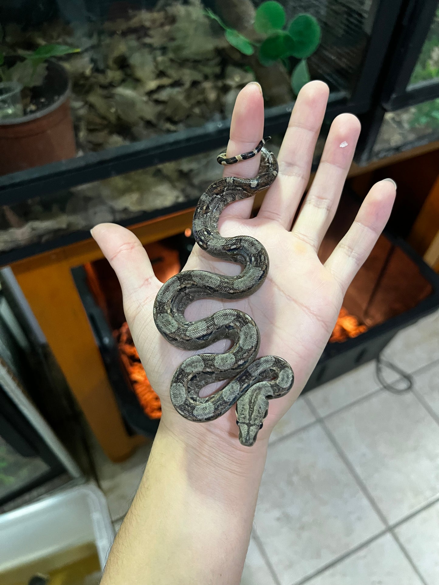 BOA MEXICANA MACHO 12