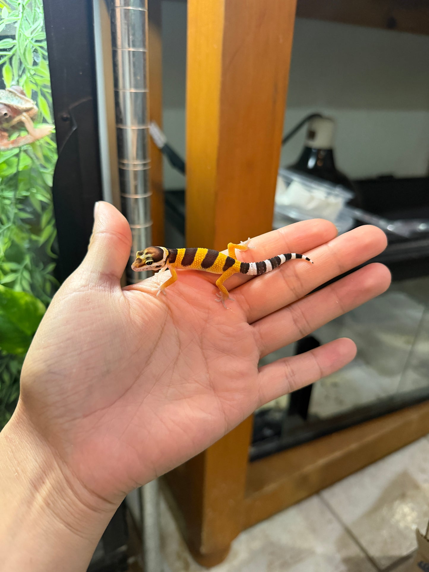 GECKO LEOPARDO HY HET ECLIPSE