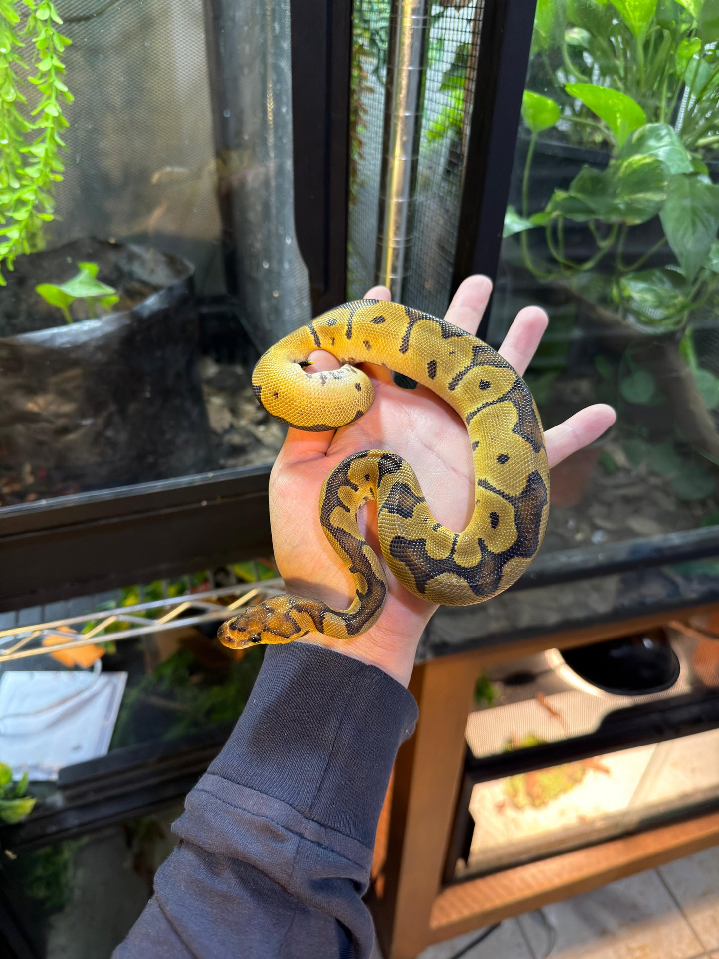 PITÓN BOLA CLOWN HEMBRA