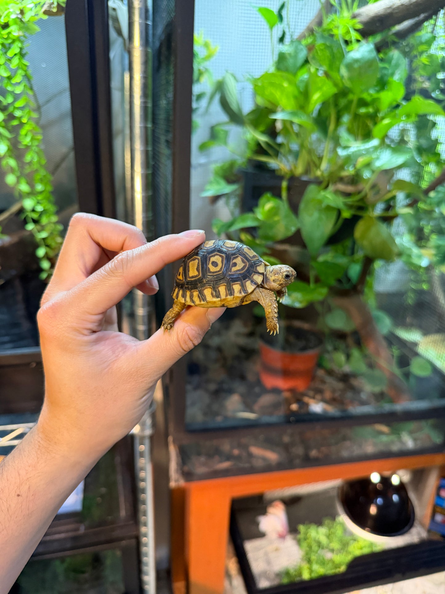 TORTUGA LEOPARDO 4 (Stigmochelys pardalis) CITES2025