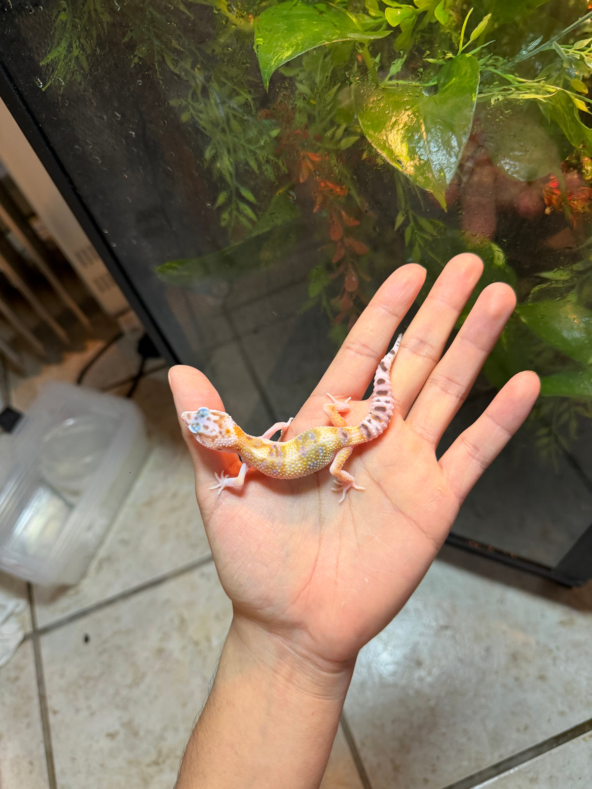 GECKO LEOPARDO NOMINAL  INCUBADO PARA MACHO 174