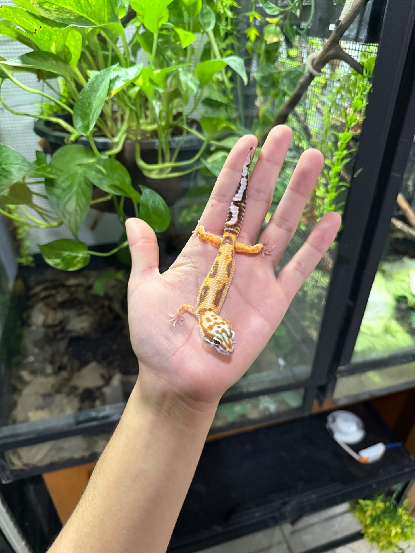 Gecko leopardo JUNGLE 33