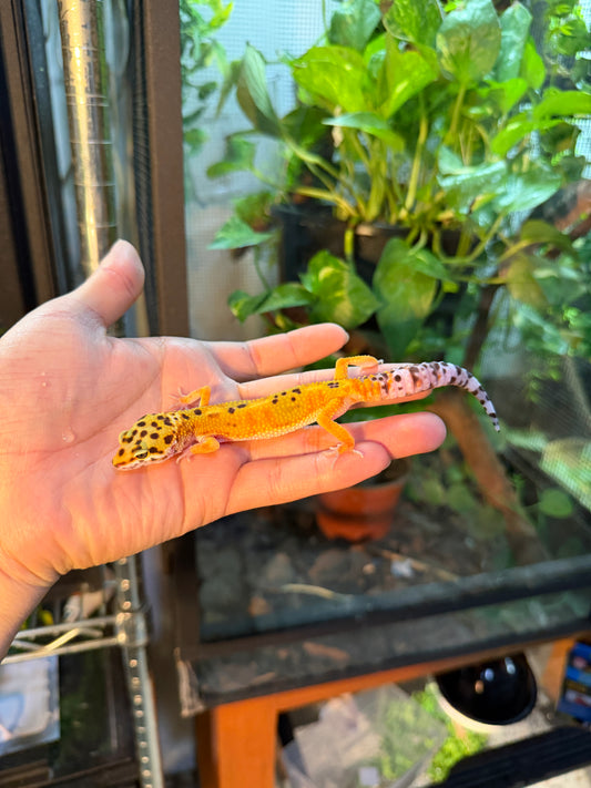 GECKO LEOPARDO CROSS BLOOD  094