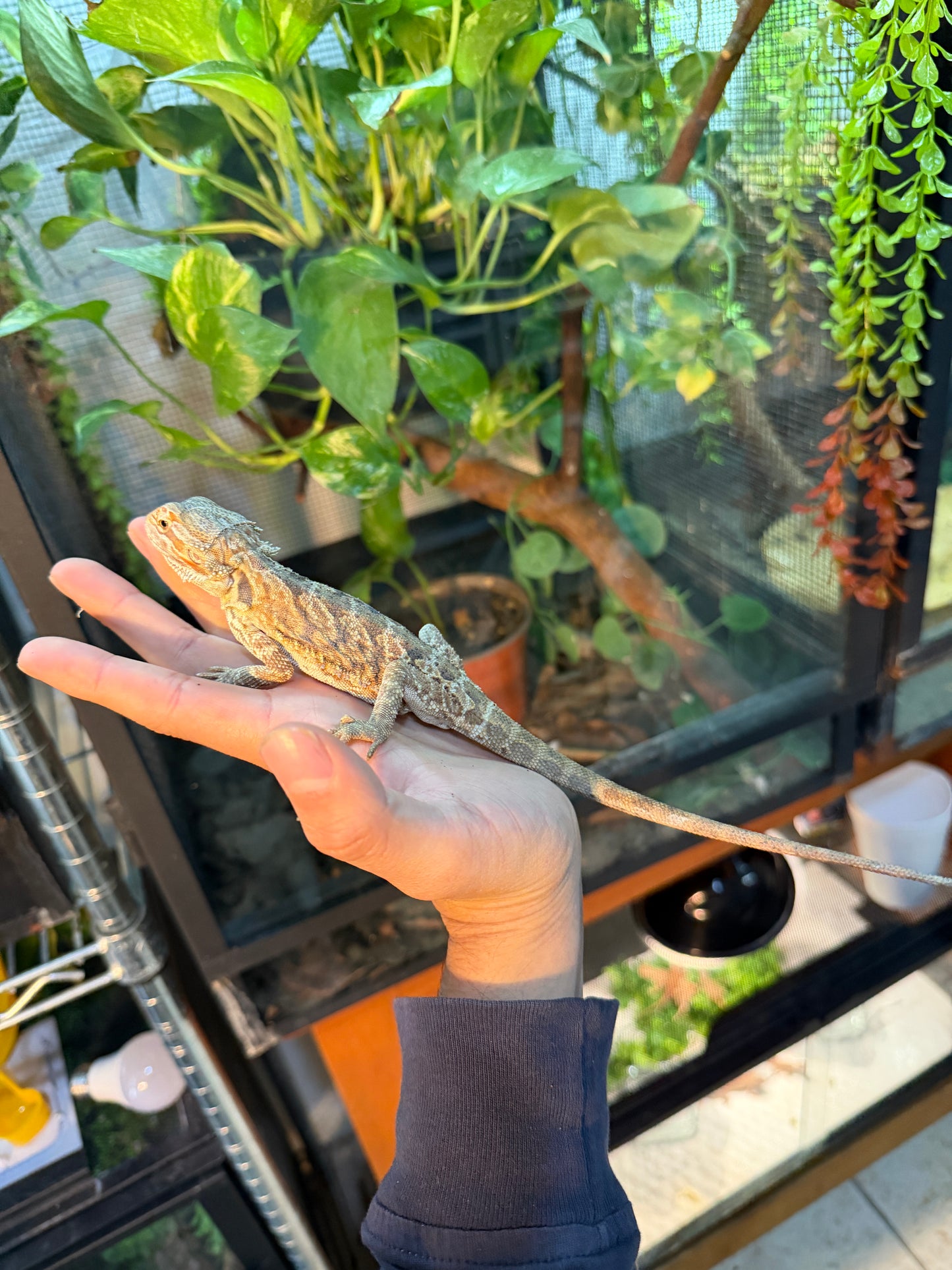 Pogona juvenil leatherback