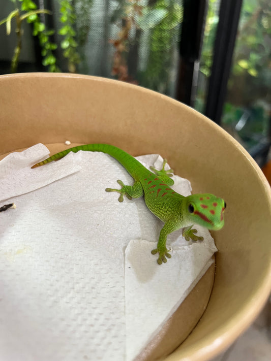 Gecko gigante de Madagascar 22