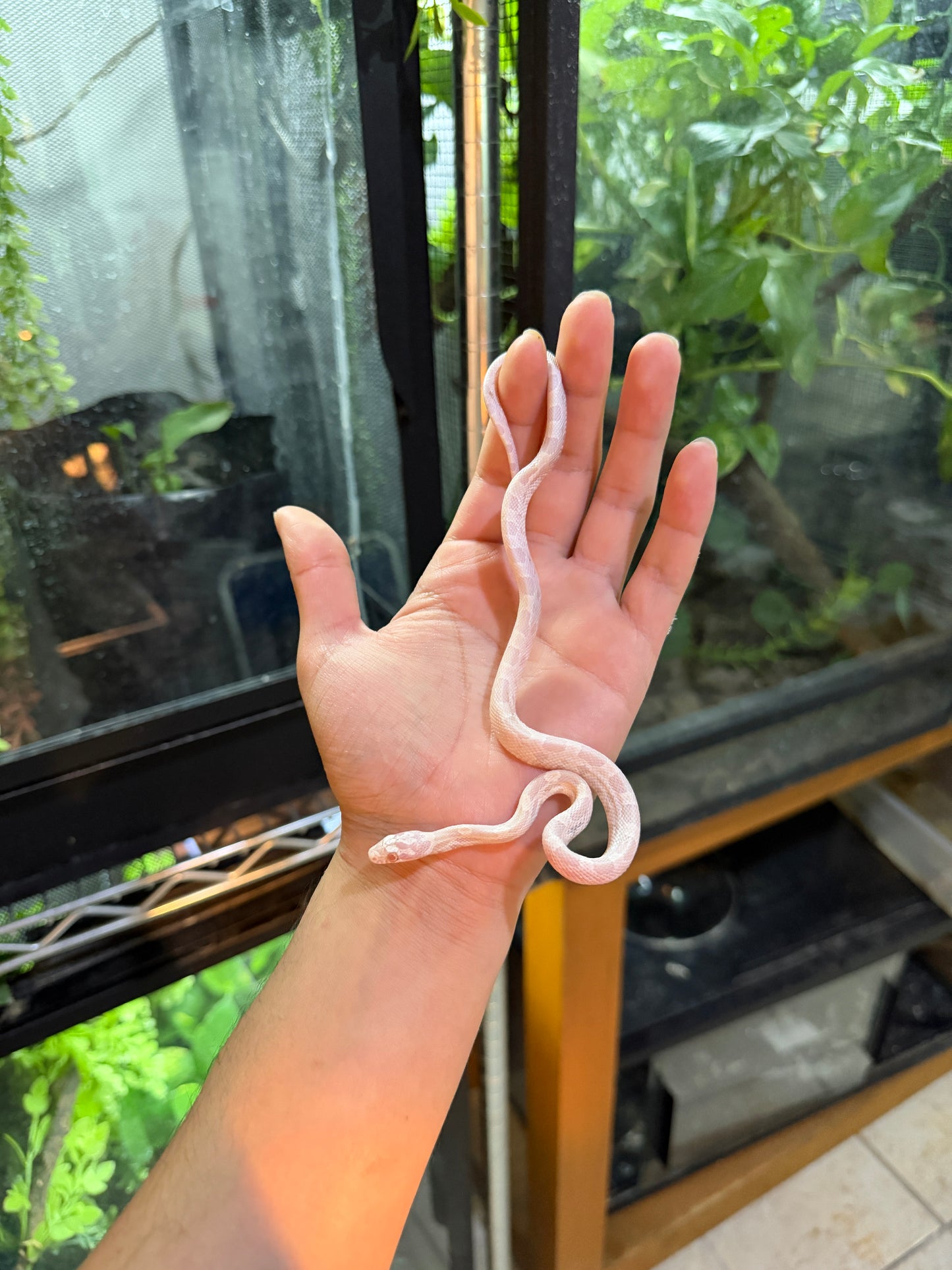 SERPIENTE MAICERA SUPER SNOW