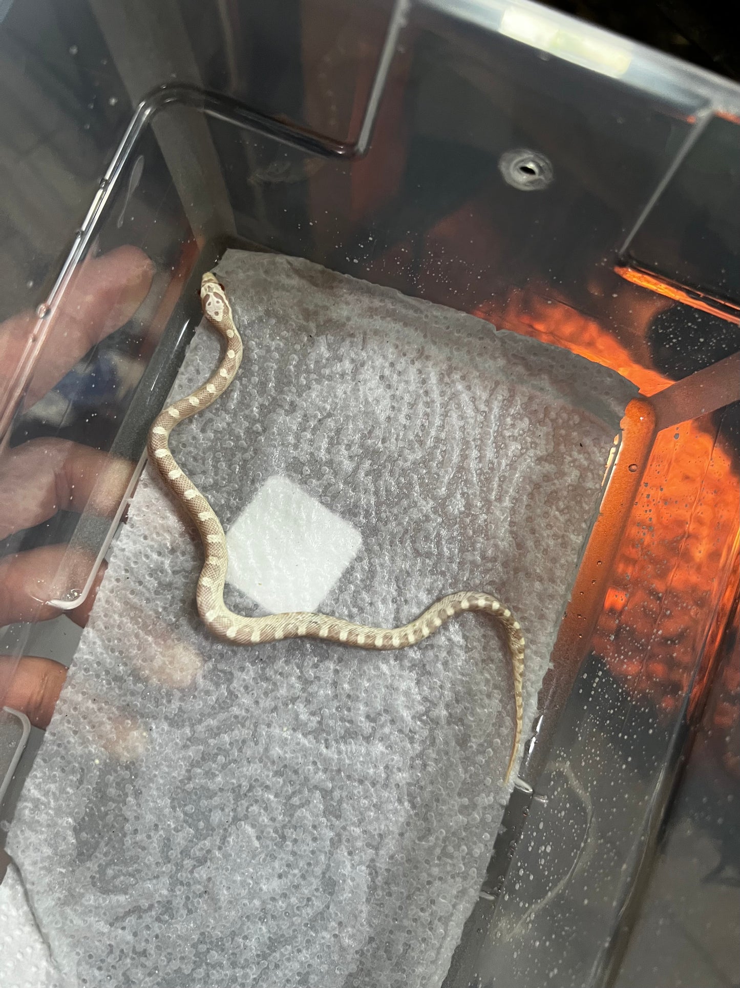 SERPIENTE MAICERA SNOW HEMBRA 38