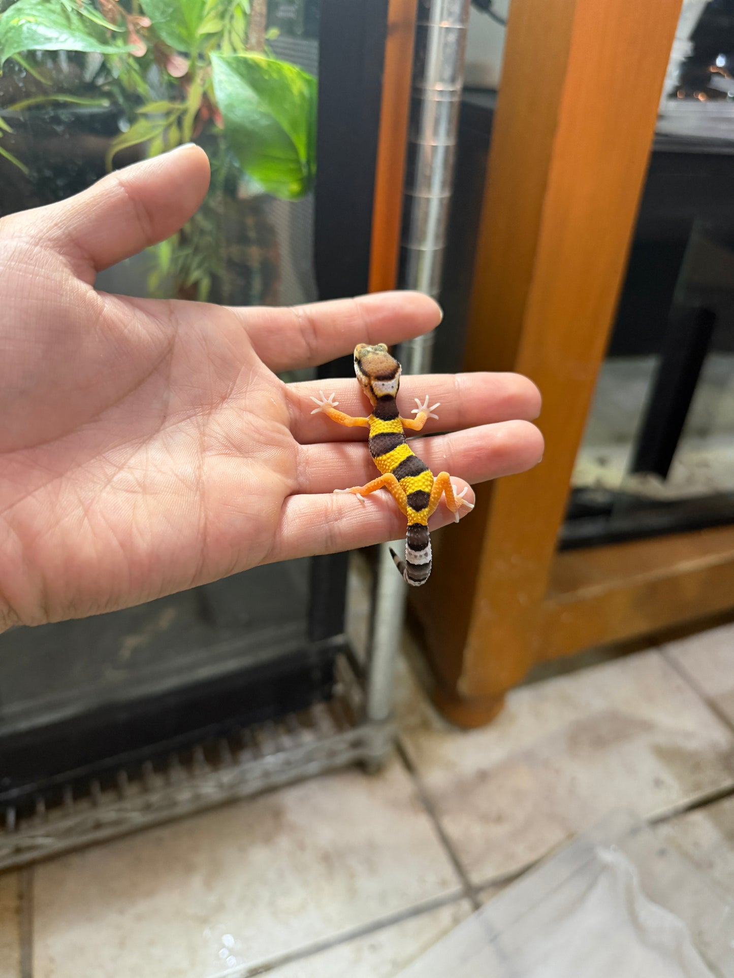GECKO LEOPARDO HIGH YELLOW HET ECLIPSE 2