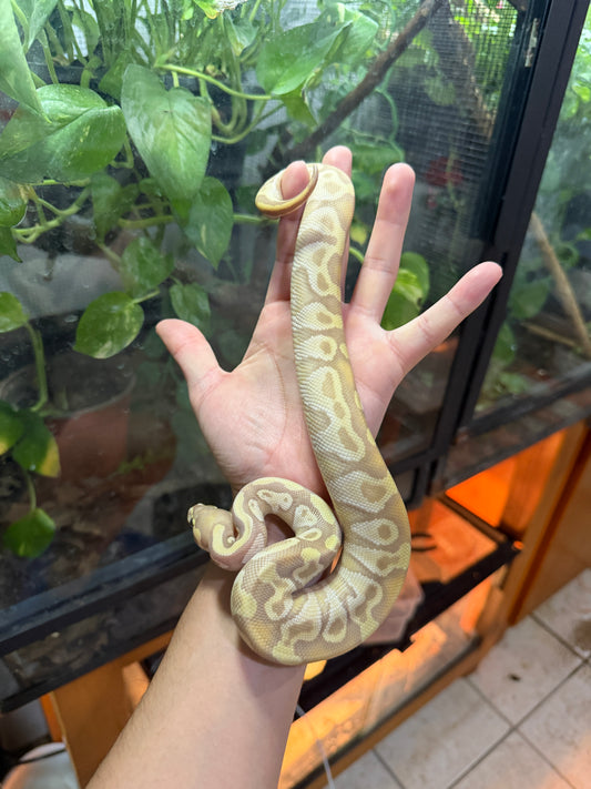 PITON BOLA BANANA MOJAVE ENCHI MACHO 1