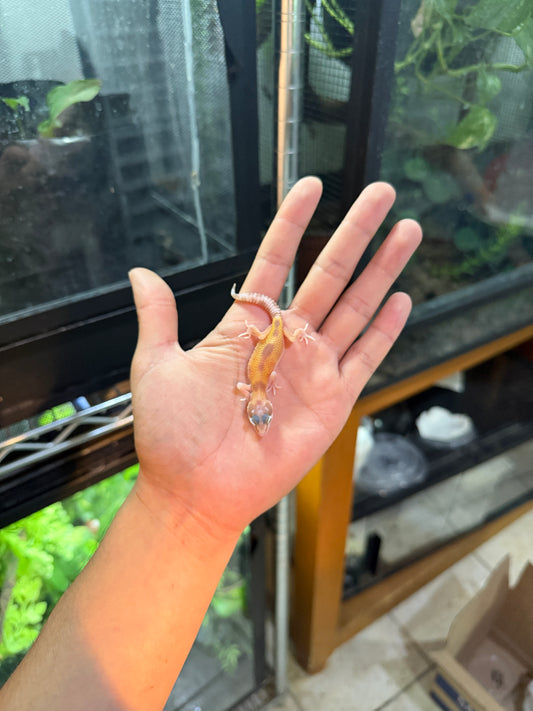 GECKO LEOPARDO MACK SNOW ALBINO TREMPER TANGERINE