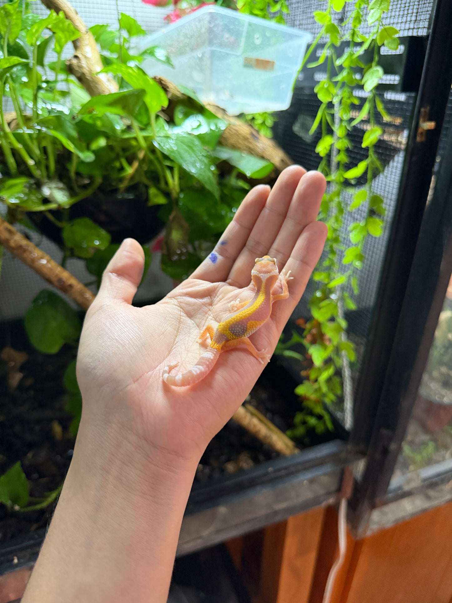 GECKO LEOPARDO TANGERINE TREMPER REVERSE STRIPE 62