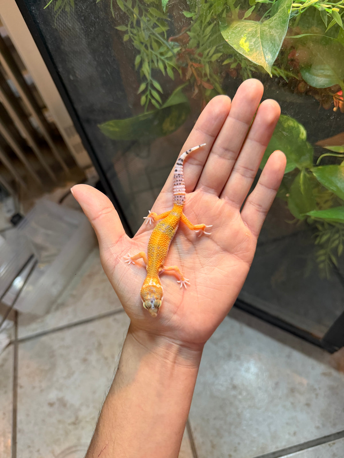 GECKO LEOPARDO TANGERINE  INCUBADO PARA HEMBRA 165