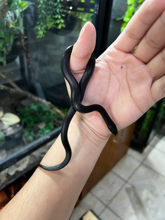 REY NEGRA MEXICANA POSS HEMBRA 64