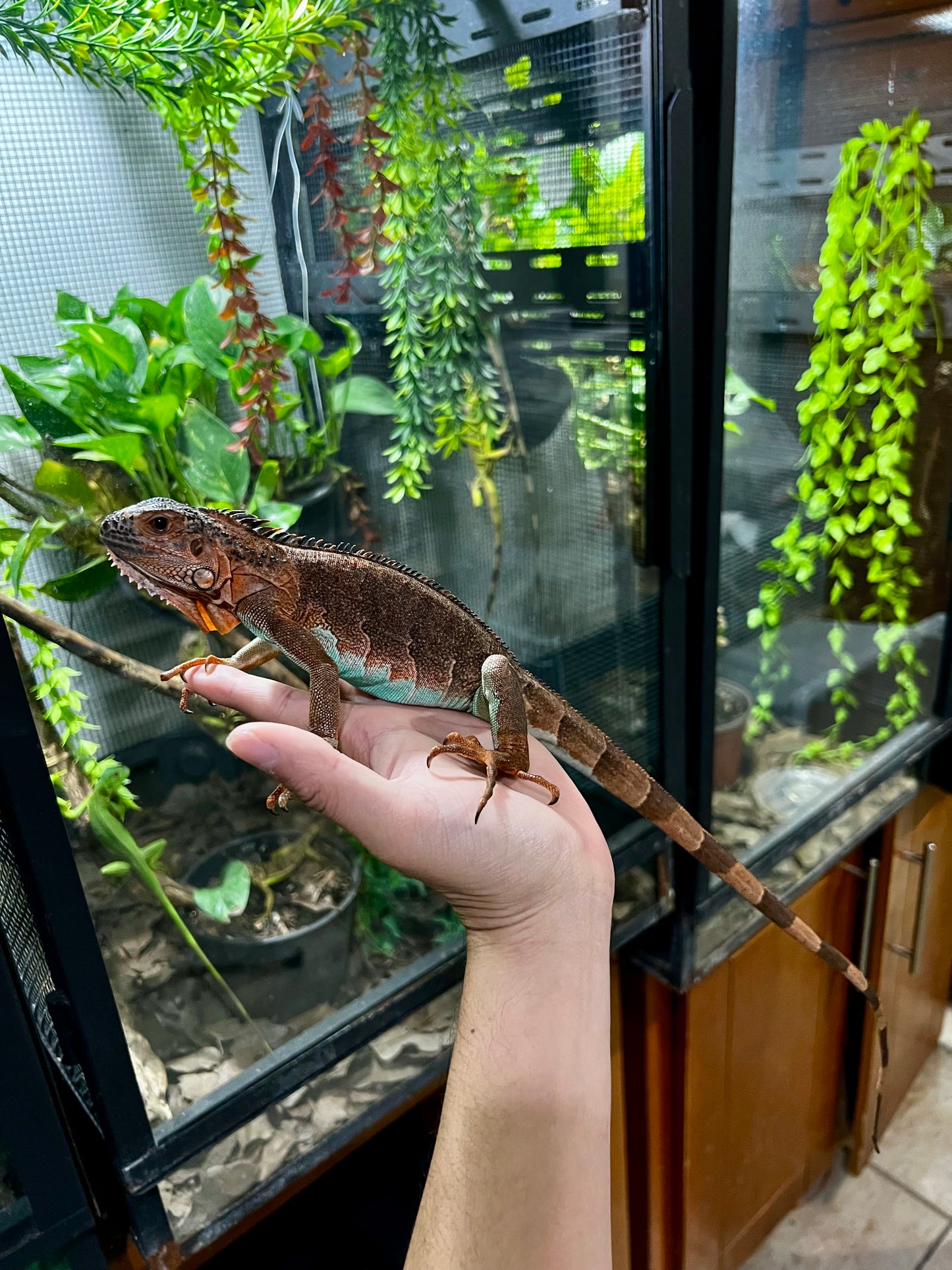 IGUANA ROJA PANZA AZUL 2024