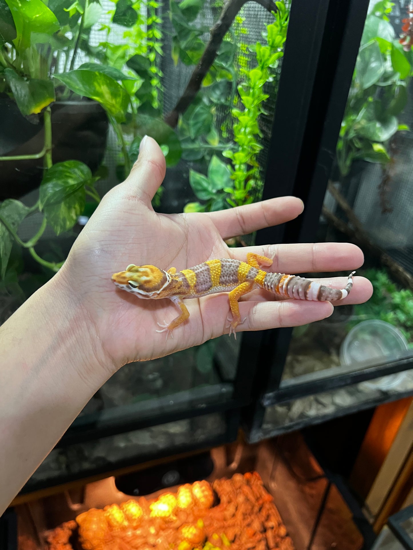 TANGERINE TREMPER 1