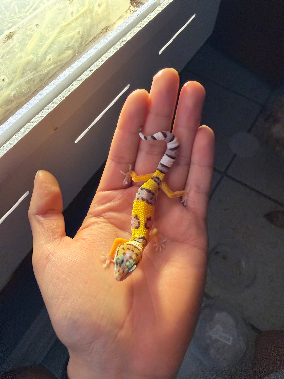 GECKO LEOPARDO HY POSS HET BELL INCUBADO PARA HEMBRA 222