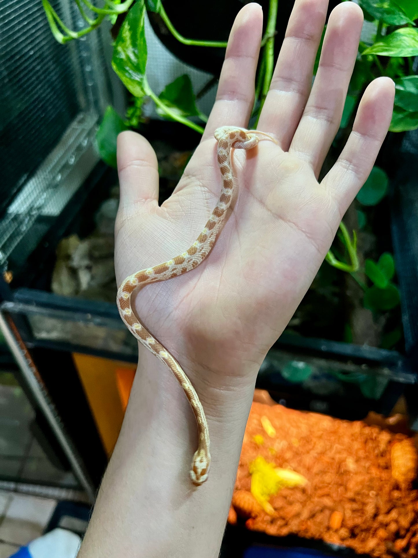 SERPIENTE MAICERA BUTTER MACHO 30