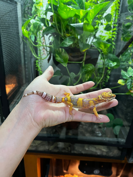 TANGERINE TREMPER 2