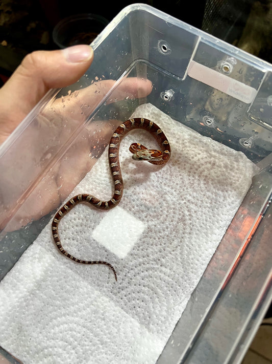 SERPIENTE MAICERA MIAMI HEMBRA 7