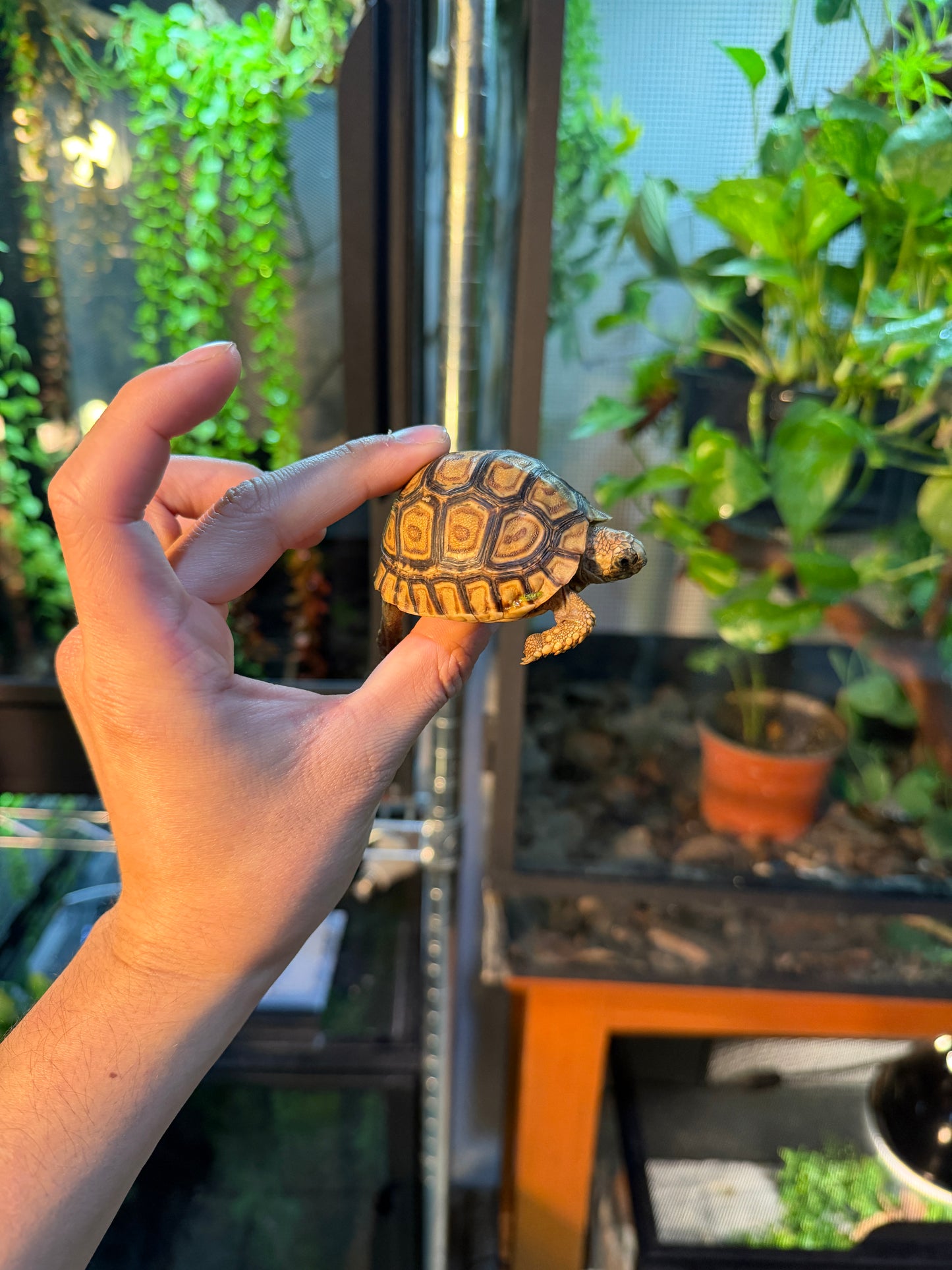 TORTUGA LEOPARDO 1 (Stigmochelys pardalis) CITES2025