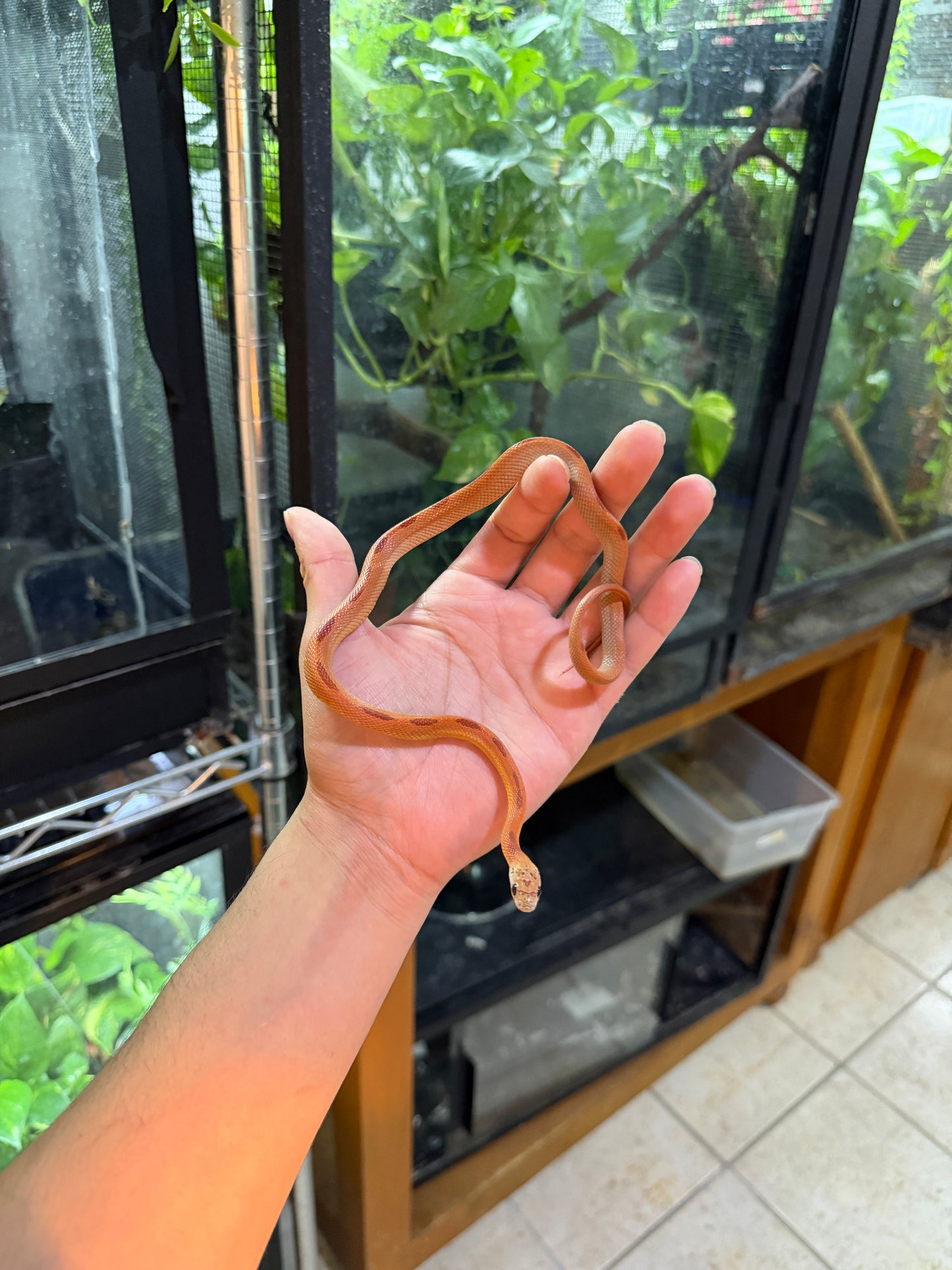 SERPIENTE MAICERA HYPO MOTLEY TANGERINE