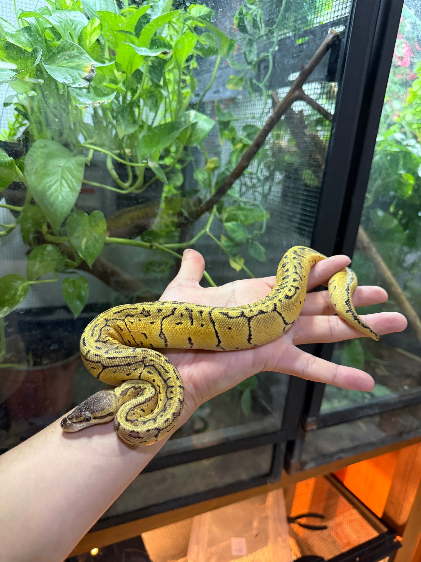 PITÓN BOLA LEMONBLAST HET AXANTHIC VPI MACHO 12
