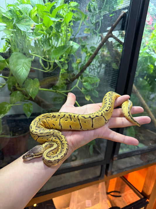 PITÓN BOLA LEMONBLAST HET AXANTHIC VPI MACHO 12