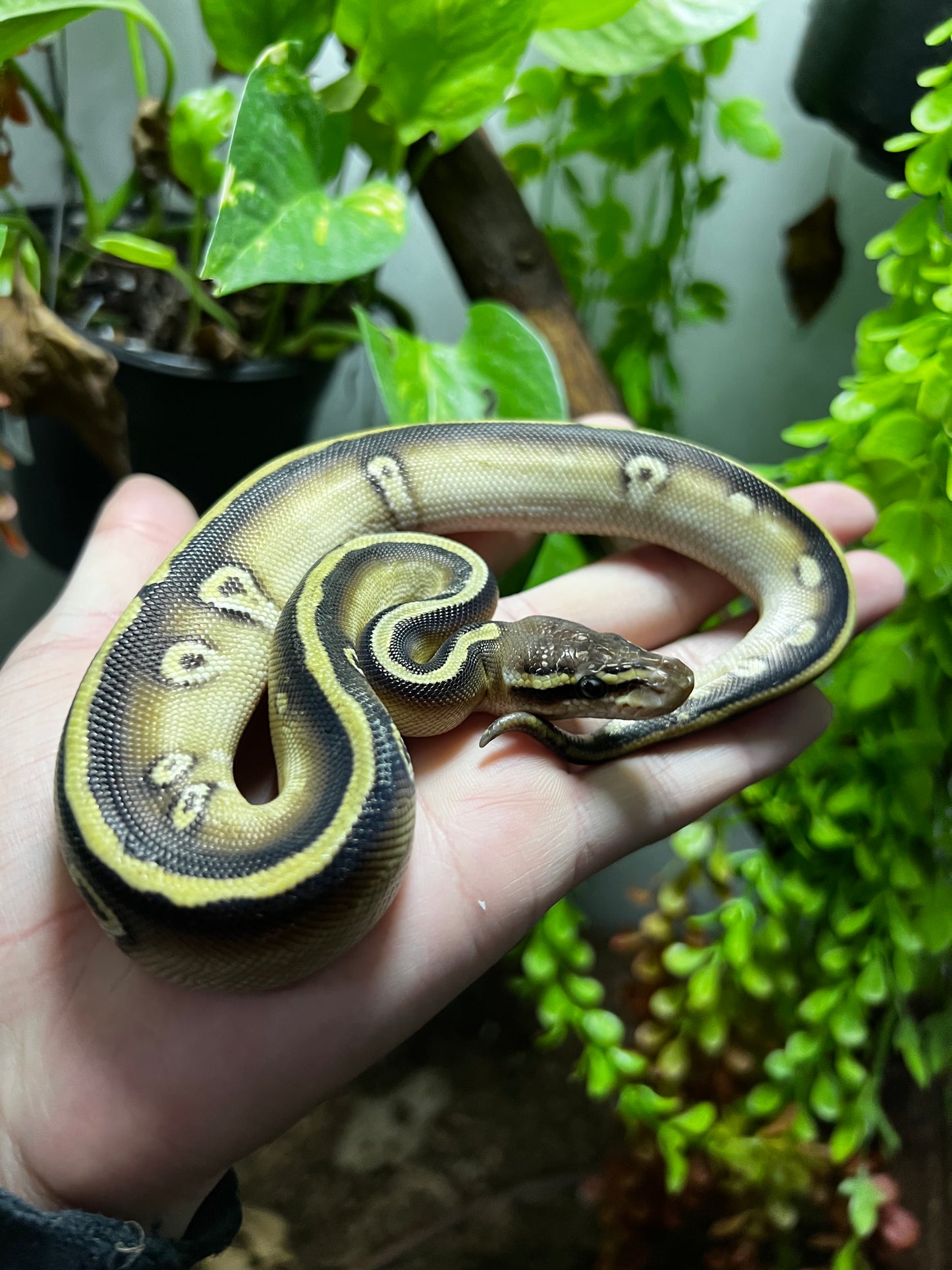 MOJAVE CYPRESS MACHO 75