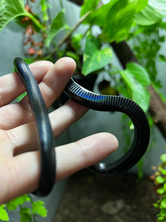 REY NEGRA MEXICANA MACHO 80