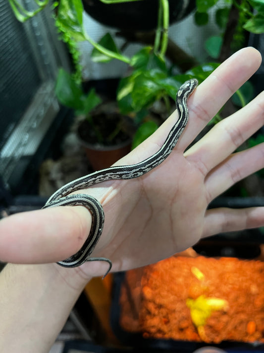 SERPIENTE MAICERA TESSERA ANERY HEMBRA 4