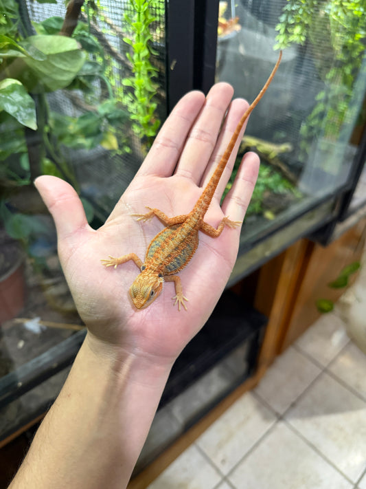 Dragón barbudo rojizo HYPO blue bars