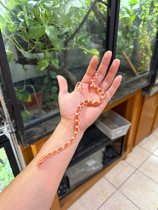 SERPIENTE MAICERA REVERSE OKEETEE