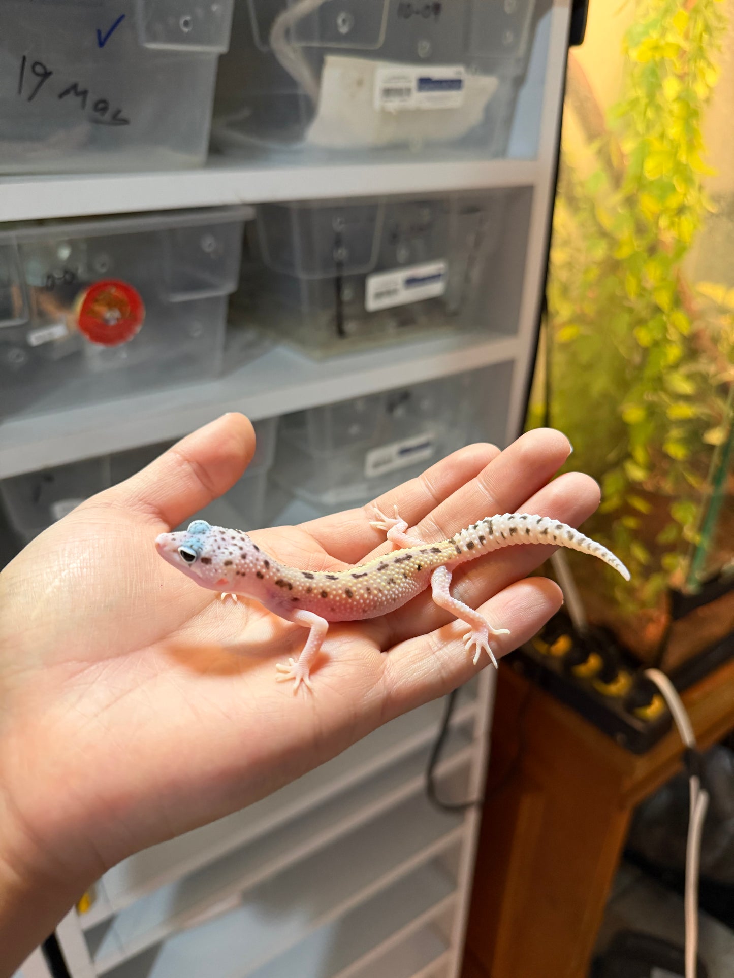 GECKO LEOPARDO MACK SNOW ECLIPSE HEMBRA 073