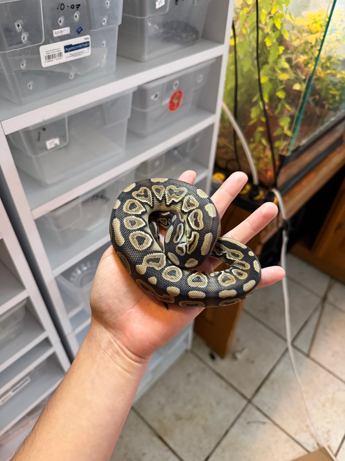 PITÓN BOLA CINNAMON HET CLOWN MACHO 1