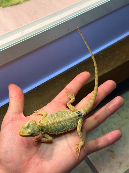 DRAGÓN BARBUDO HYPO CITRUS LEATHERBACK 10