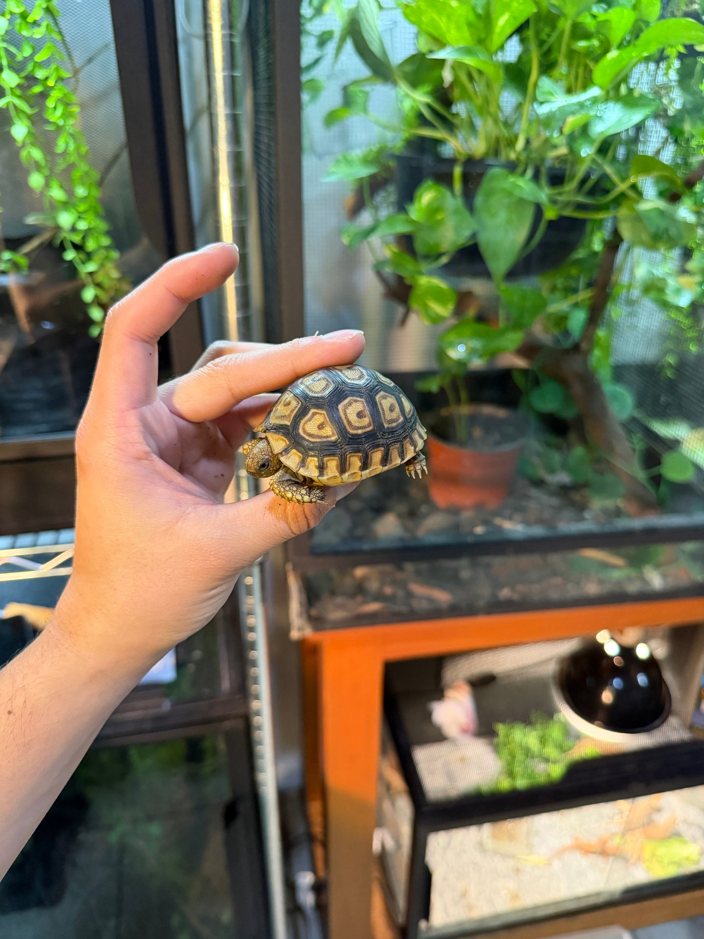 TORTUGA LEOPARDO 9 (Stigmochelys pardalis) CITES2025