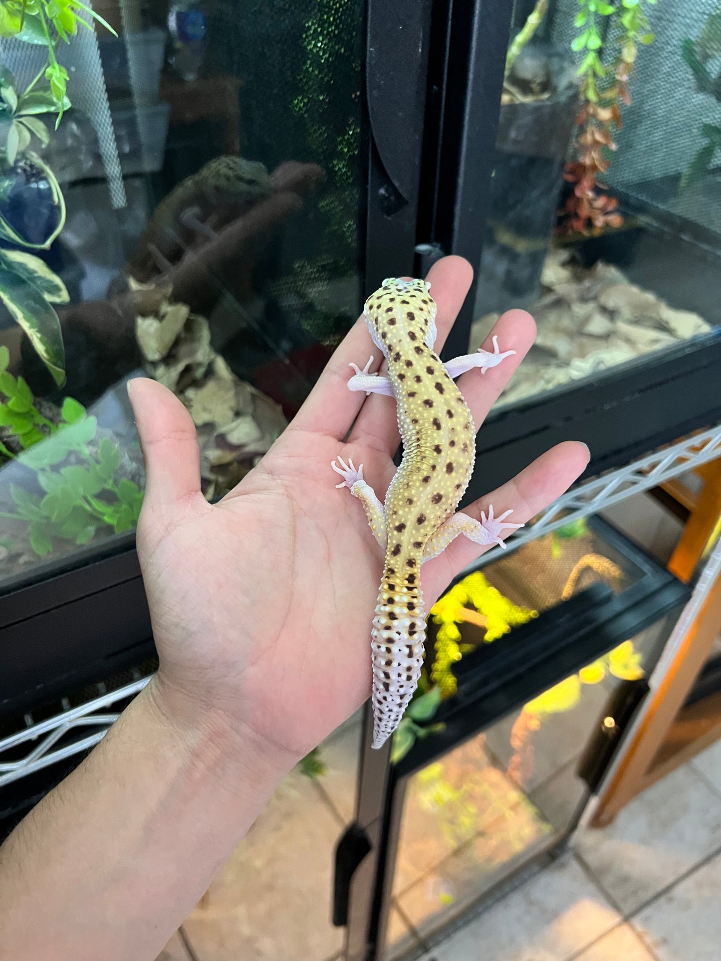 ECLIPSE SNAKE EYE HEMBRA JUVENIL