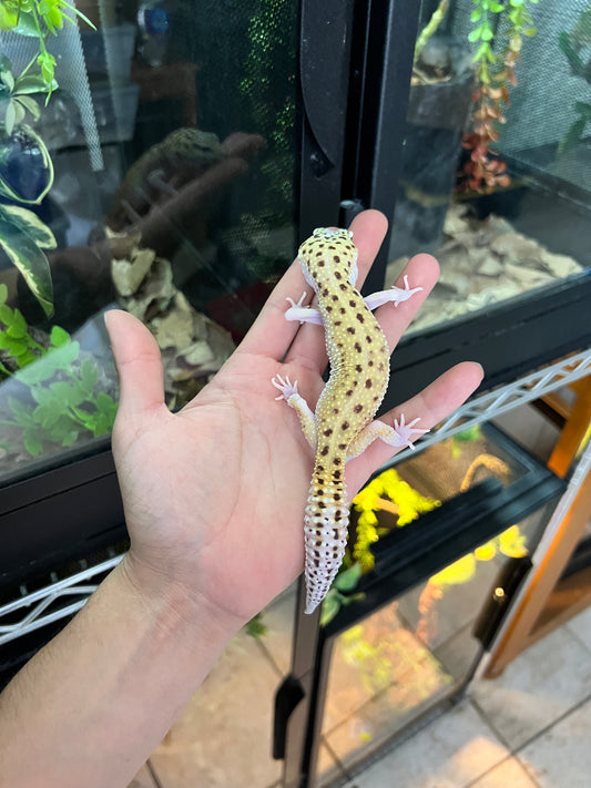 ECLIPSE SNAKE EYE HEMBRA JUVENIL