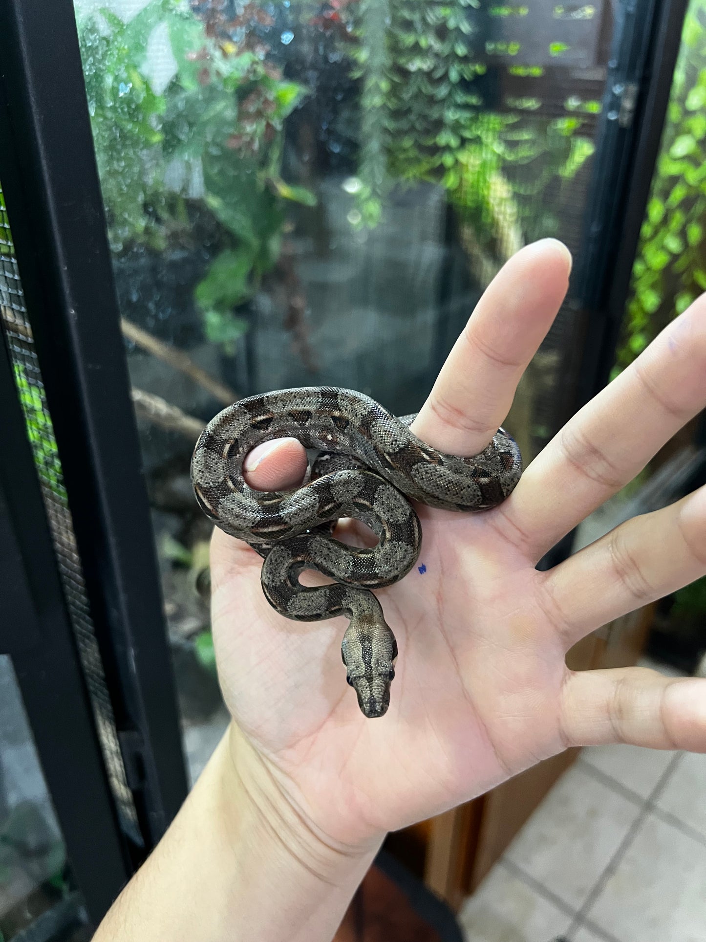 BOA MEXICANA LOCALIDAD VERACRUZ MACHO 83