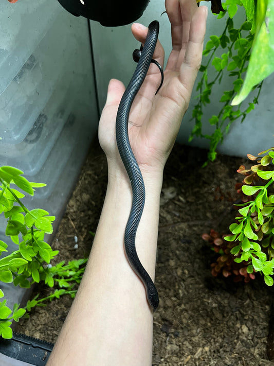 REY NEGRA MEXICANA HEMBRA 76