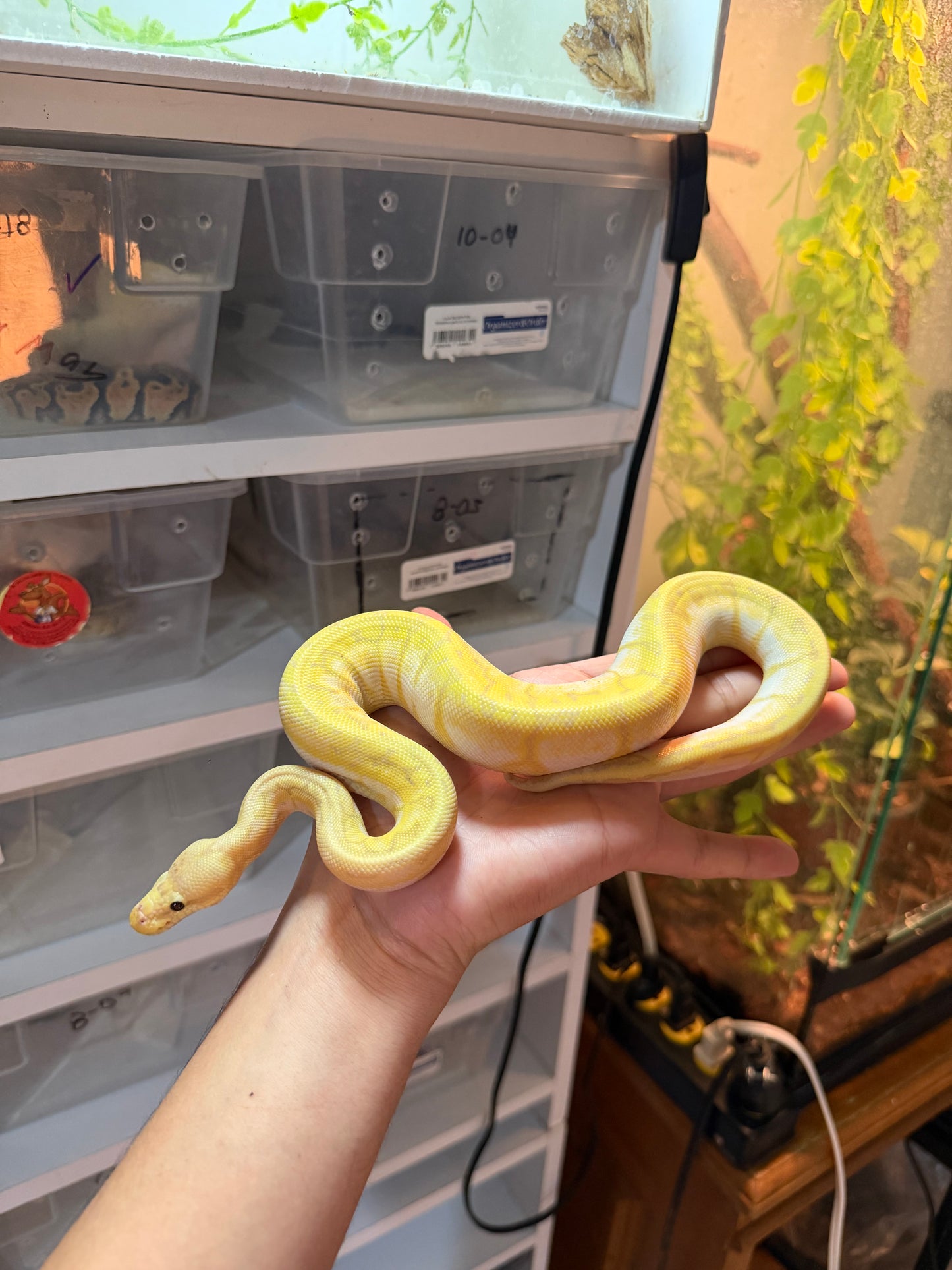 PITÓN BOLA BANANA PINSTRIPE PASTEL (LEMONBLAST) MACHO