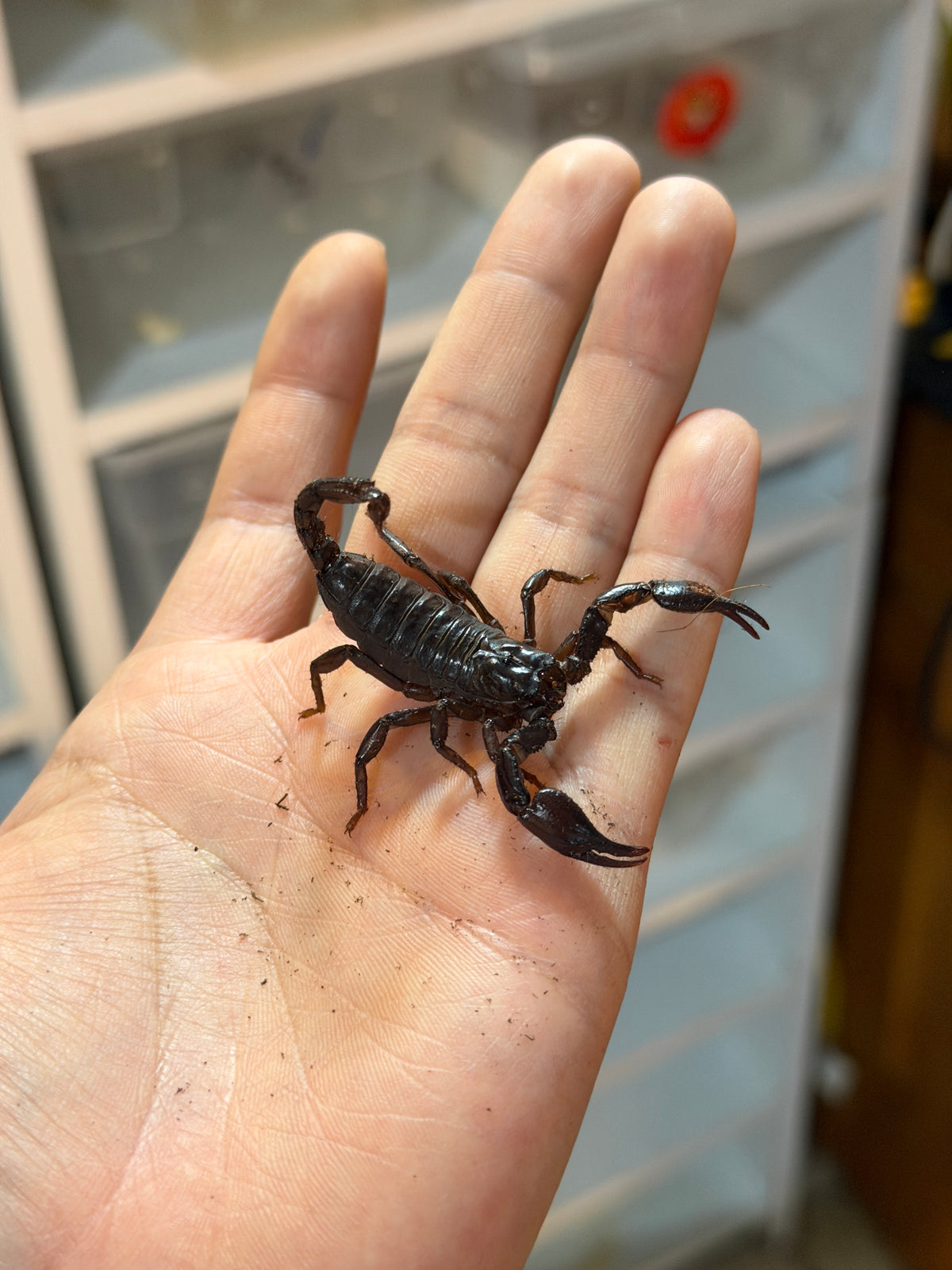 ESCORPIÓN ASIÁTICO CRIA-JUVENIL