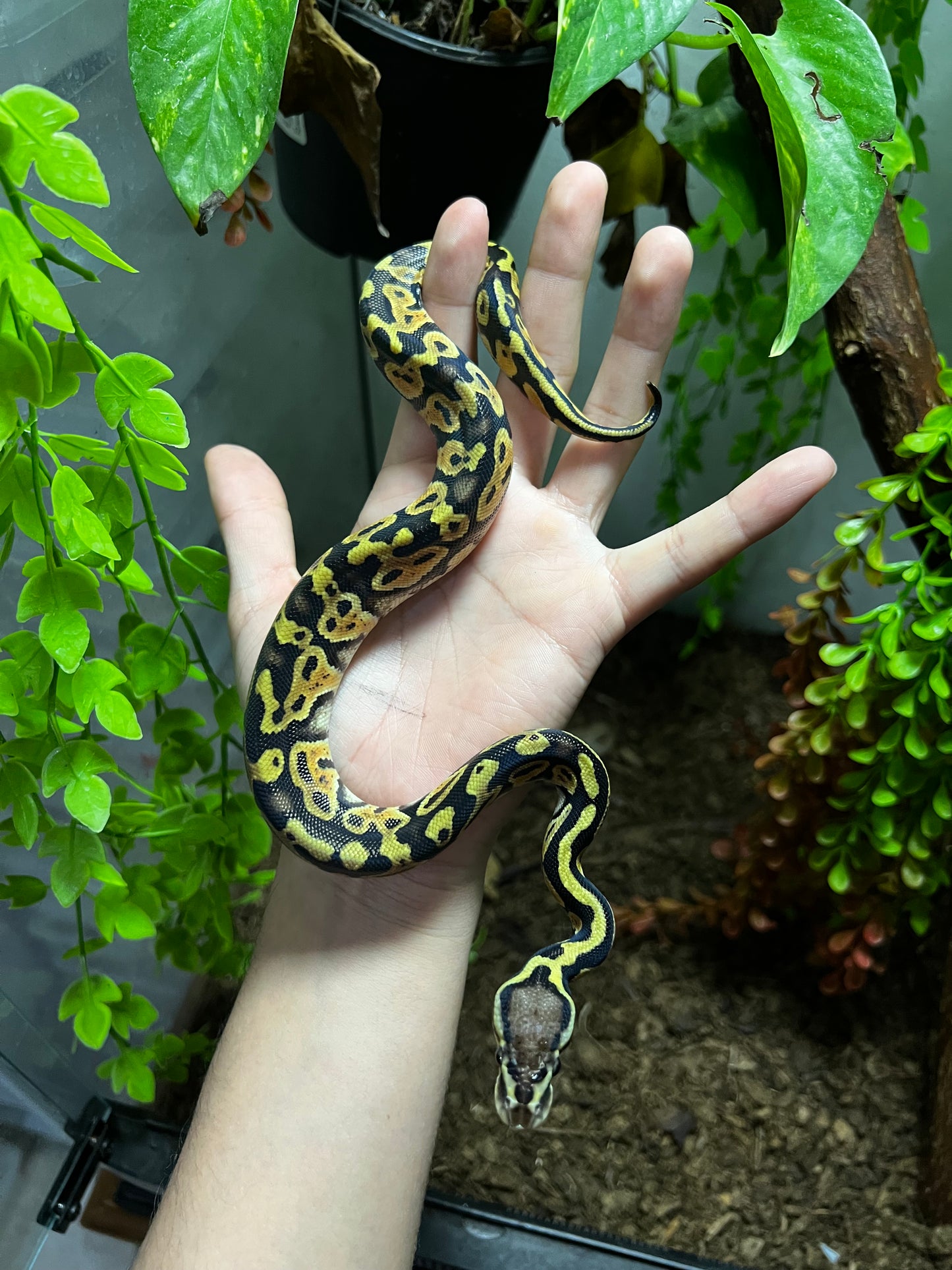 PASTEL HET CLOWN HEMBRA 88